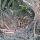 Agelena labyrinthica