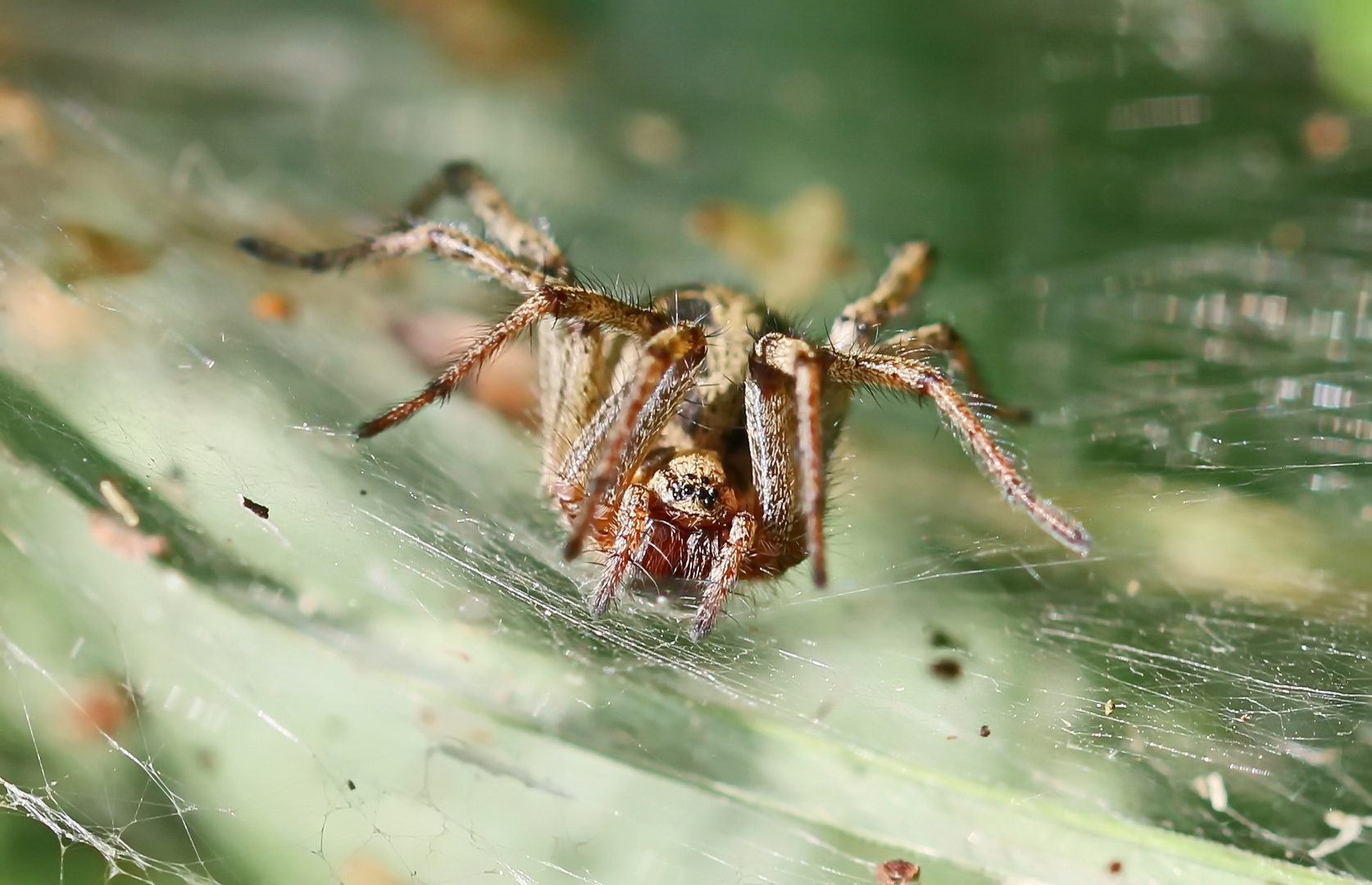 Agelena labyrinthica Foto & Bild natur, tiere, wildlife Bilder auf