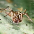 Agelena labyrinthica