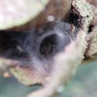 Agelena labyrinthica (Große Labyrinthspinne) Weibchen