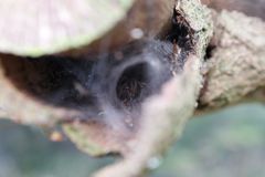 Agelena labyrinthica (Große Labyrinthspinne) Weibchen