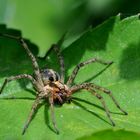 Agelena labyrinthica in Bottrop