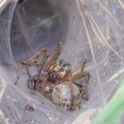 Agelena labyrinthica (Labyrinthspinne) Paarung
