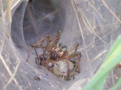 Agelena labyrinthica (Labyrinthspinne) Paarung