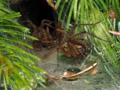 Agelena labyrinthica WG