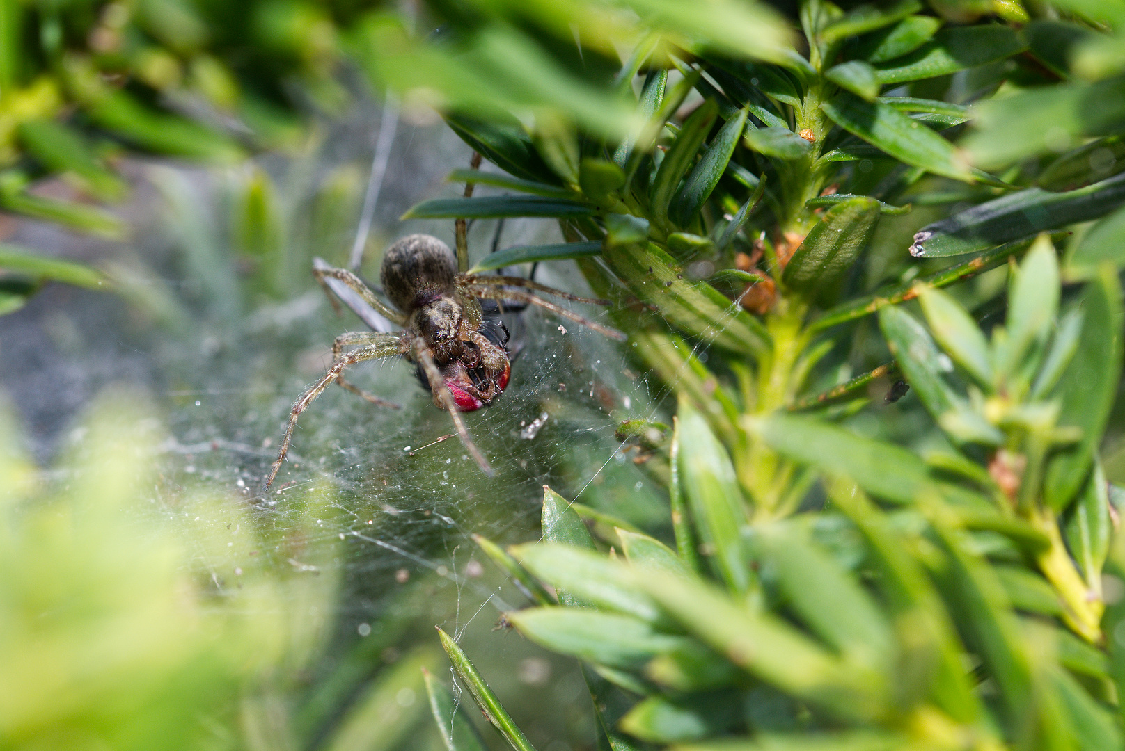 Agelena_labyrinthica