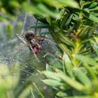 Agelena_labyrinthica