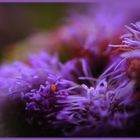 *Ageratum*