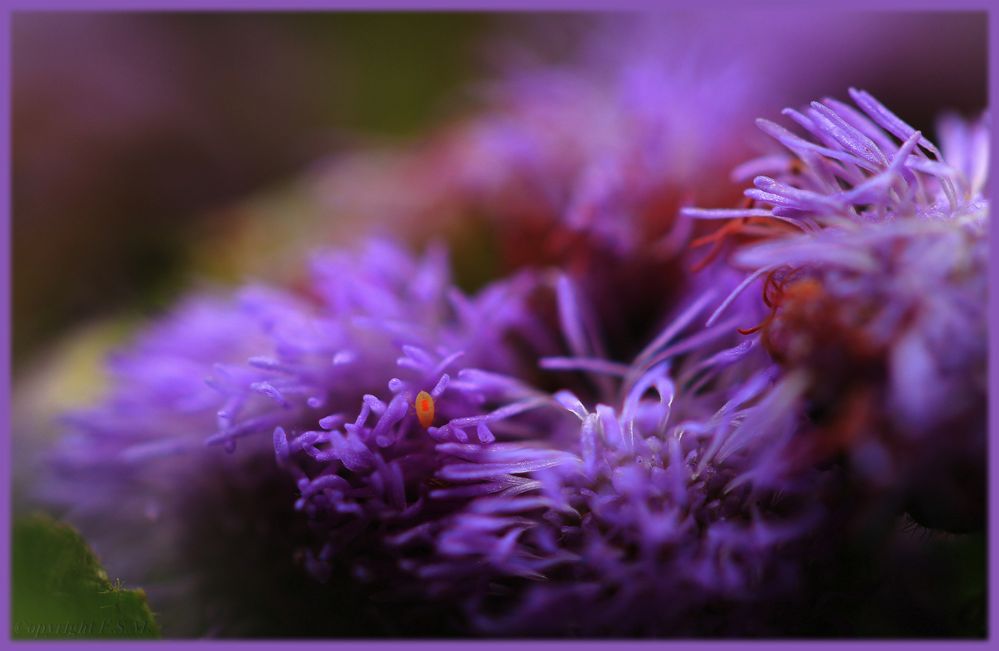 *Ageratum*