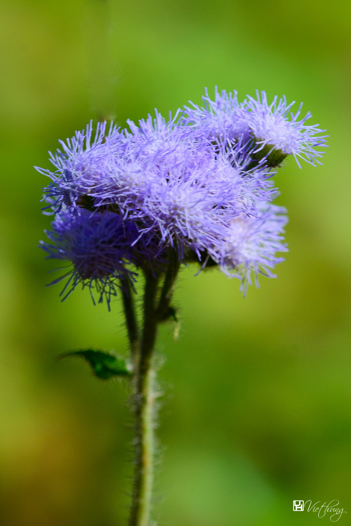 Ageratum