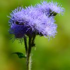 Ageratum