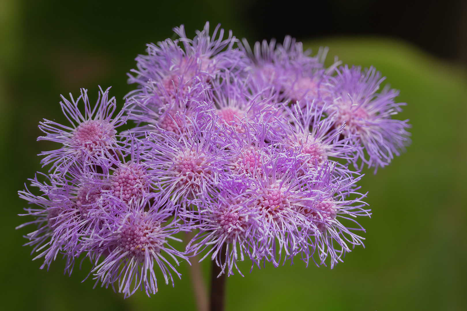 Ageratum houstonianum