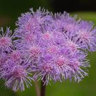 Ageratum houstonianum