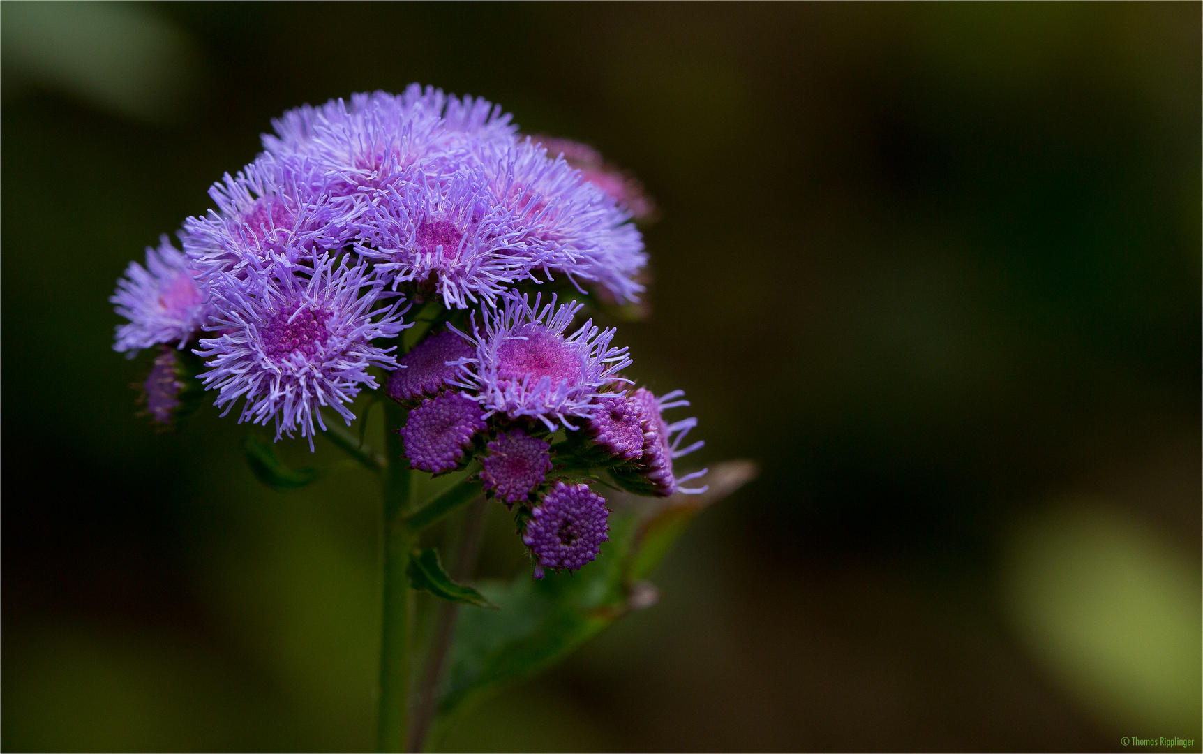 Ageratum houstonianum