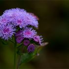 Ageratum houstonianum