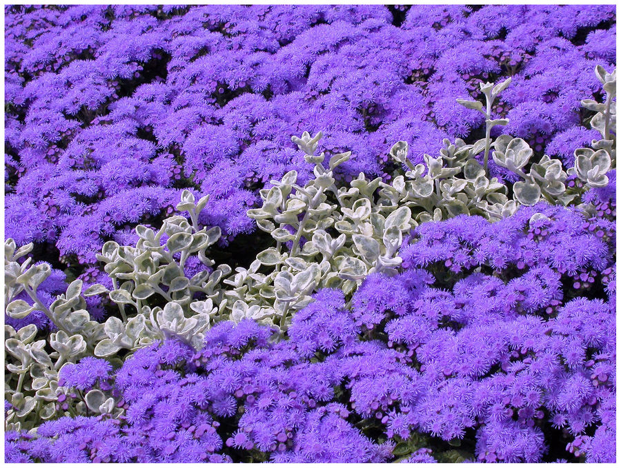 Ageratum- Leberbalsam