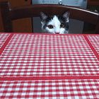 aggiungi un posto a tavola   -   add a seat at the table