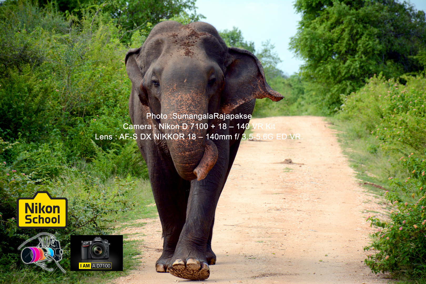 Aggressive Bull Elephant in Musth.