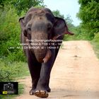 Aggressive Bull Elephant in Musth.