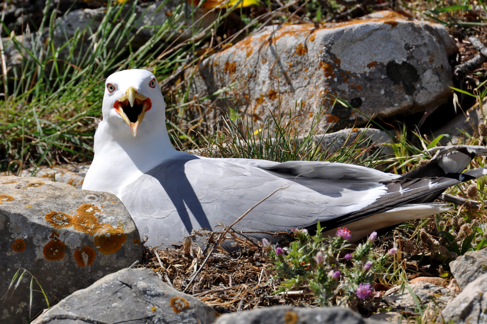 Aggressive Möwe