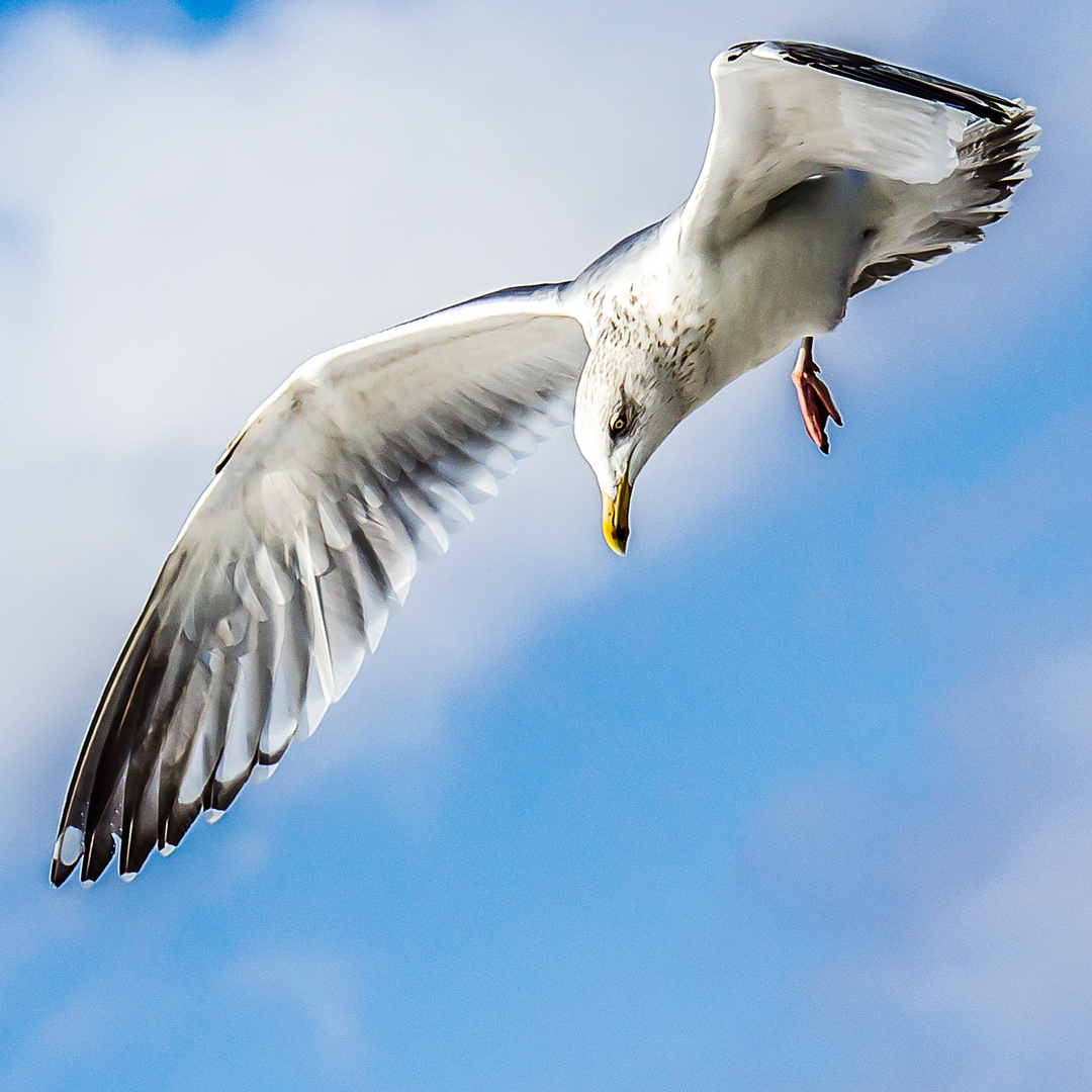 aggressive Möwe in Warnemünde