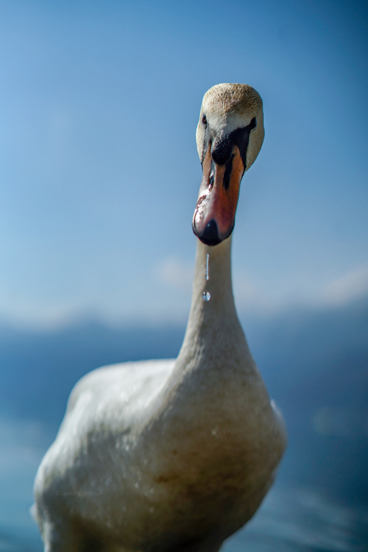 Aggressive Swan