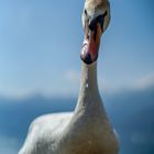 Aggressive Swan
