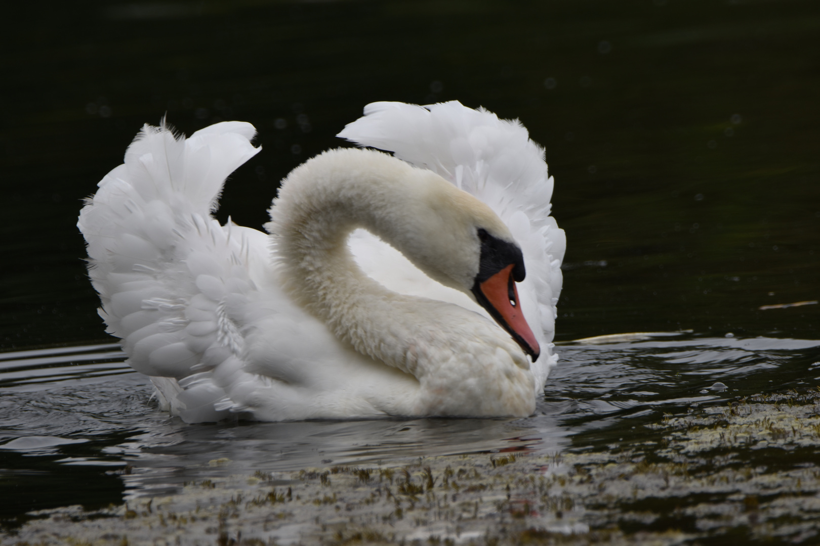 Aggressiver Schwan