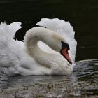 Aggressiver Schwan