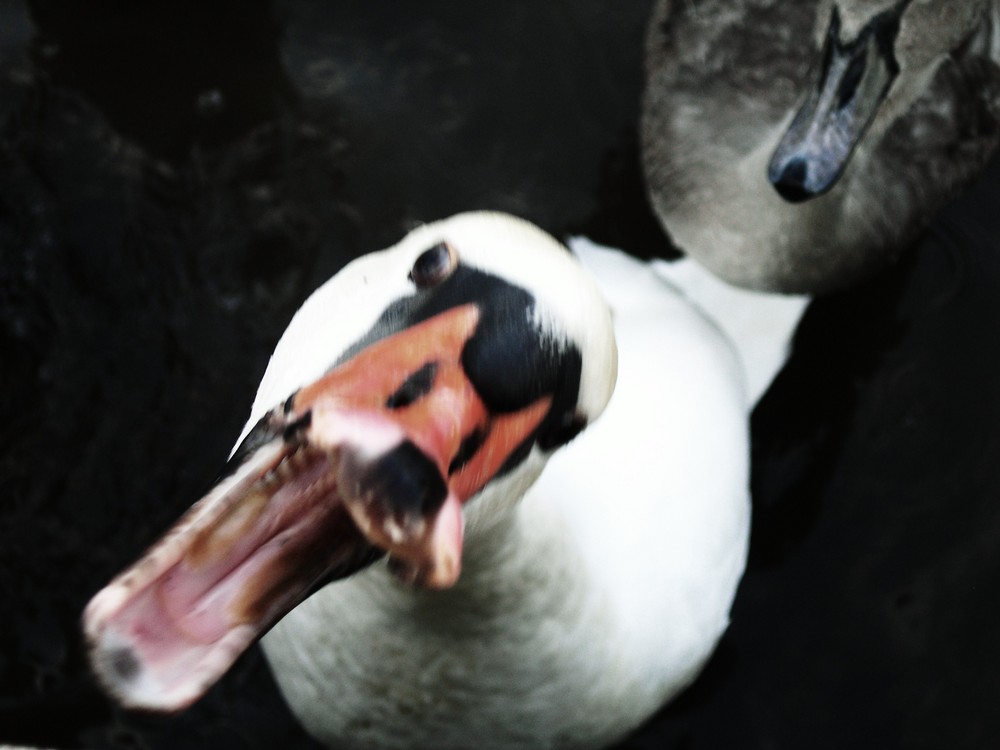 Aggressiver Schwan von derviktor 