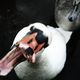 Aggressiver Schwan