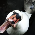 Aggressiver Schwan