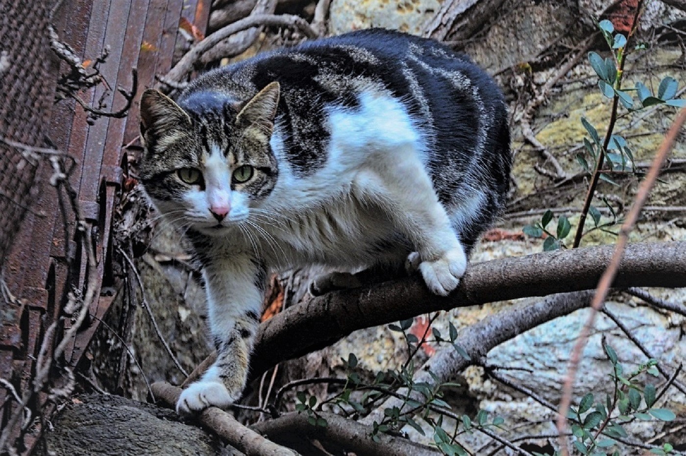 Agguato Foto Immagini animali, animali domestici e da cortile, gatti