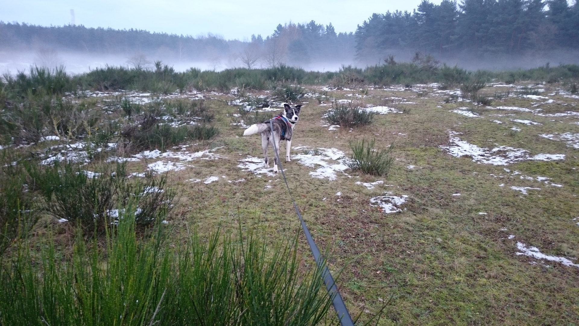 Aggy ein Rumänischer Straßenhund