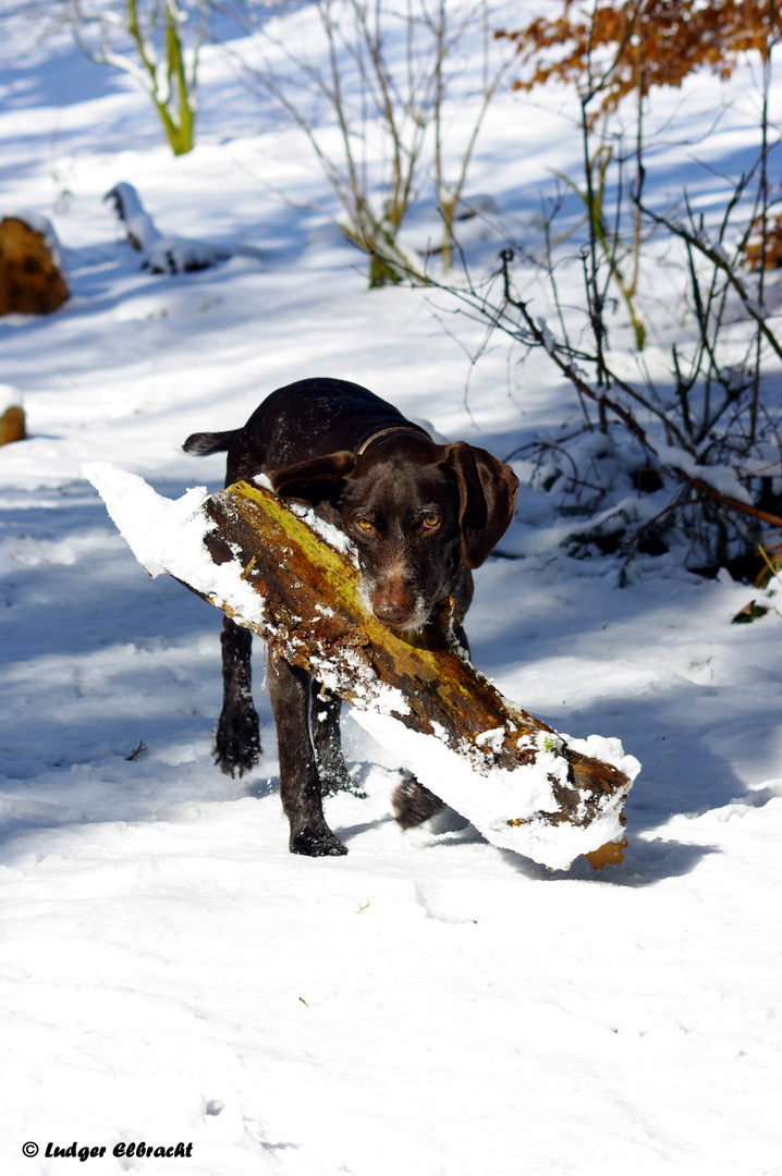 Agi bei der Arbeit....