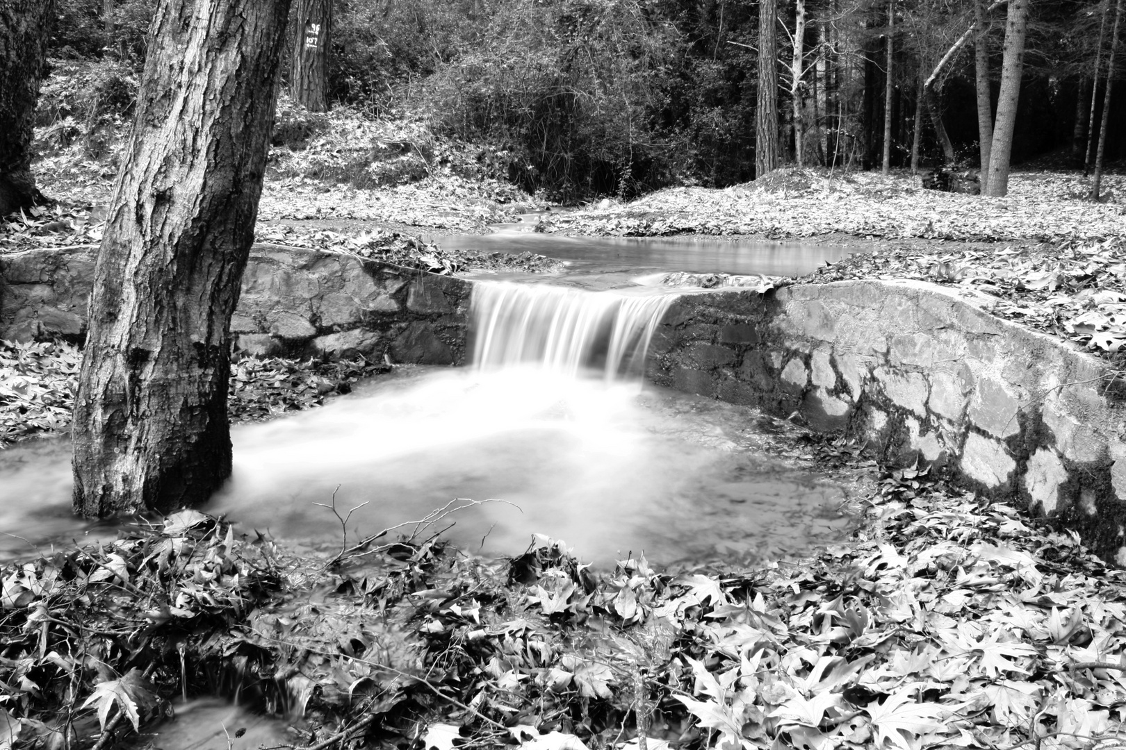 Agia Forest