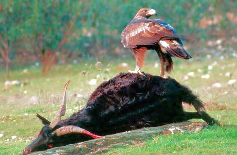 Agila Real sobre carroña