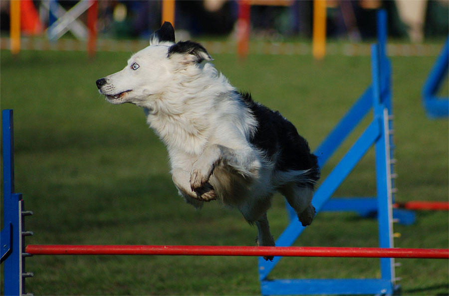 Agility 1