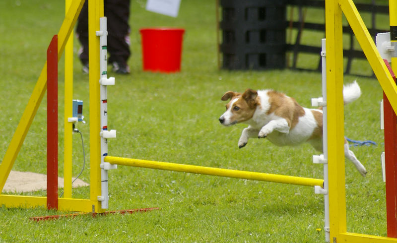 Agility-3