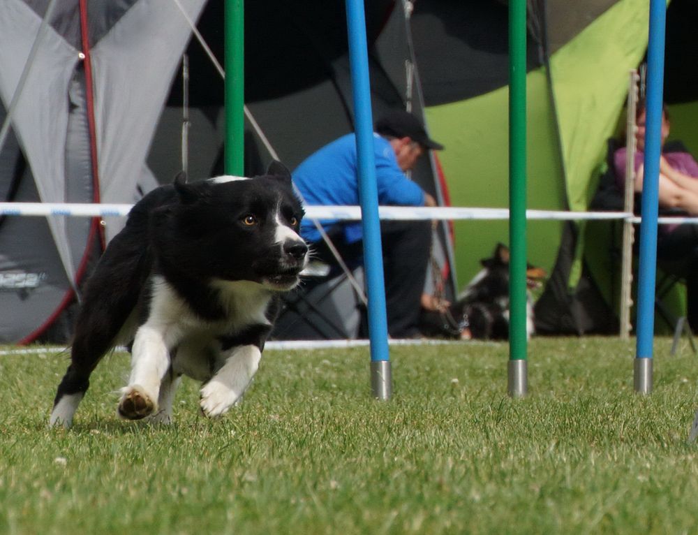 Agility Action