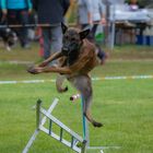 Agility Action