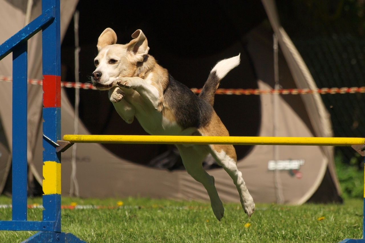 Agility - auch Tiere können bei Wettkämpfen Spaß haben