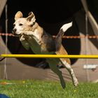 Agility - auch Tiere können bei Wettkämpfen Spaß haben