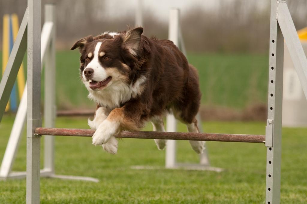 Agility -Aussie