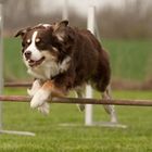 Agility -Aussie