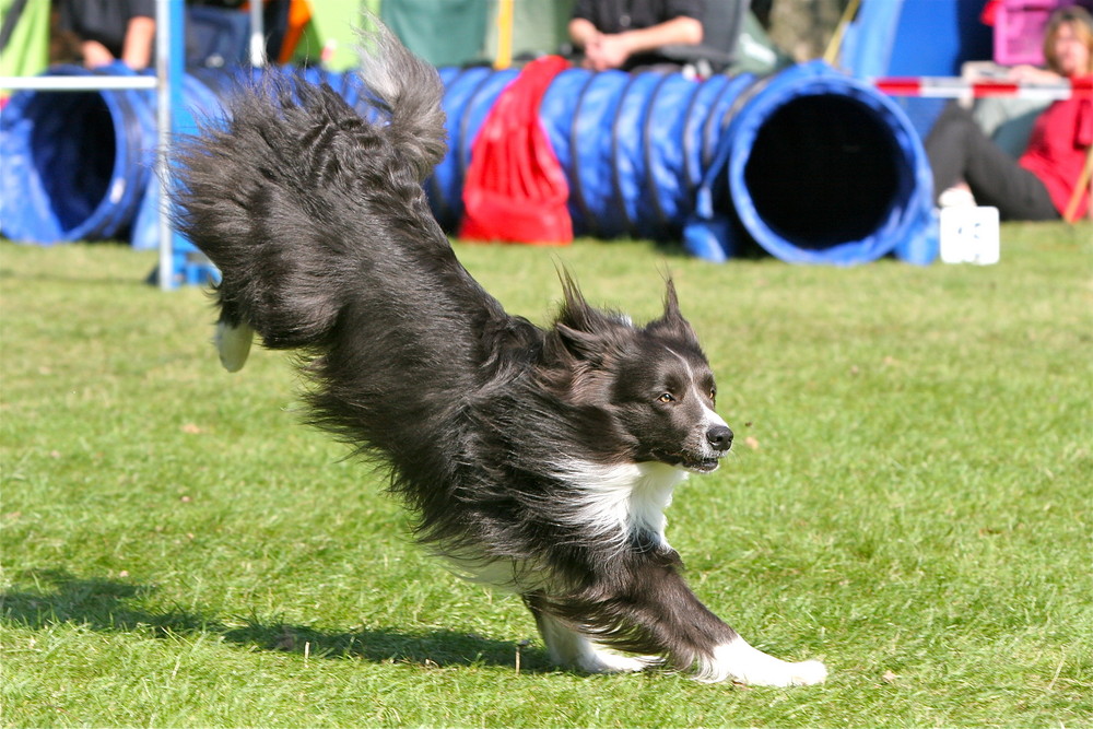 Agility