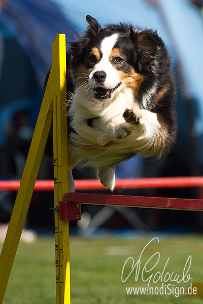 Agility beim HSV Dortmund Wickede-Asseln