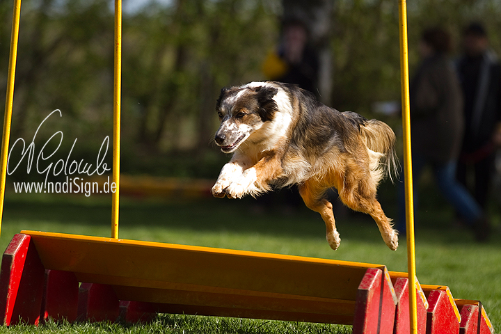 Agility beim HSV Dortmund Wickede-Asseln II