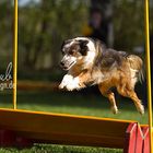 Agility beim HSV Dortmund Wickede-Asseln II