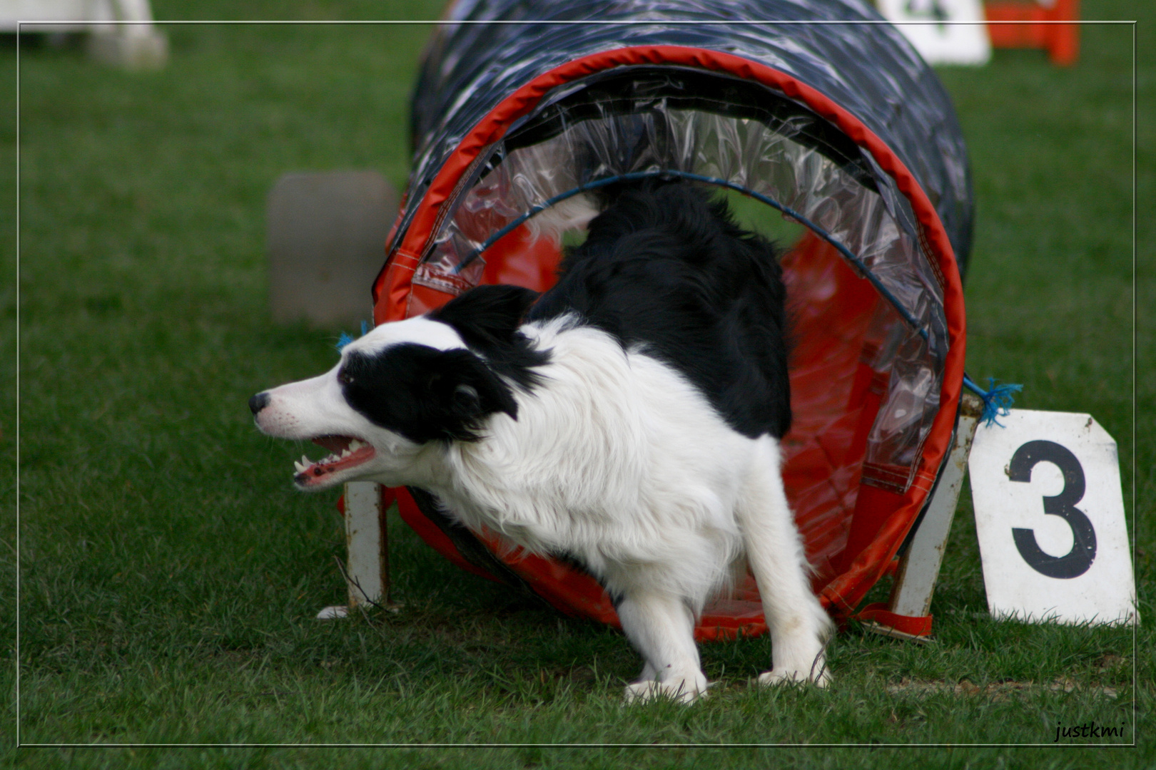 Agility border collie